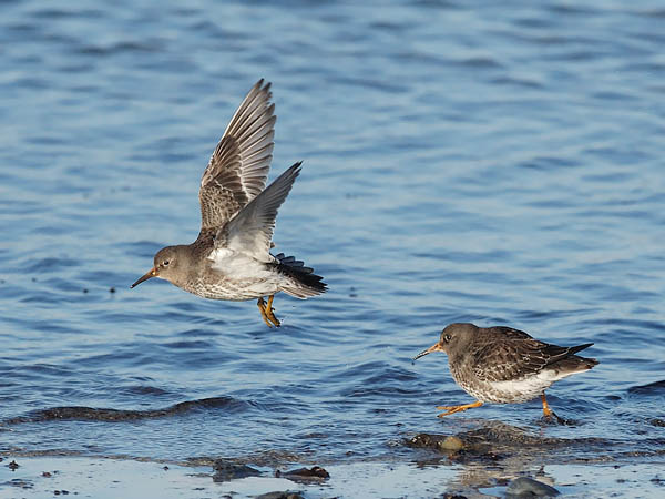 Merisirri, Purple Sandpiper, Calidris maritima